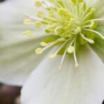 Los heléboros de flores blancas: ¡perfectos para el invierno!