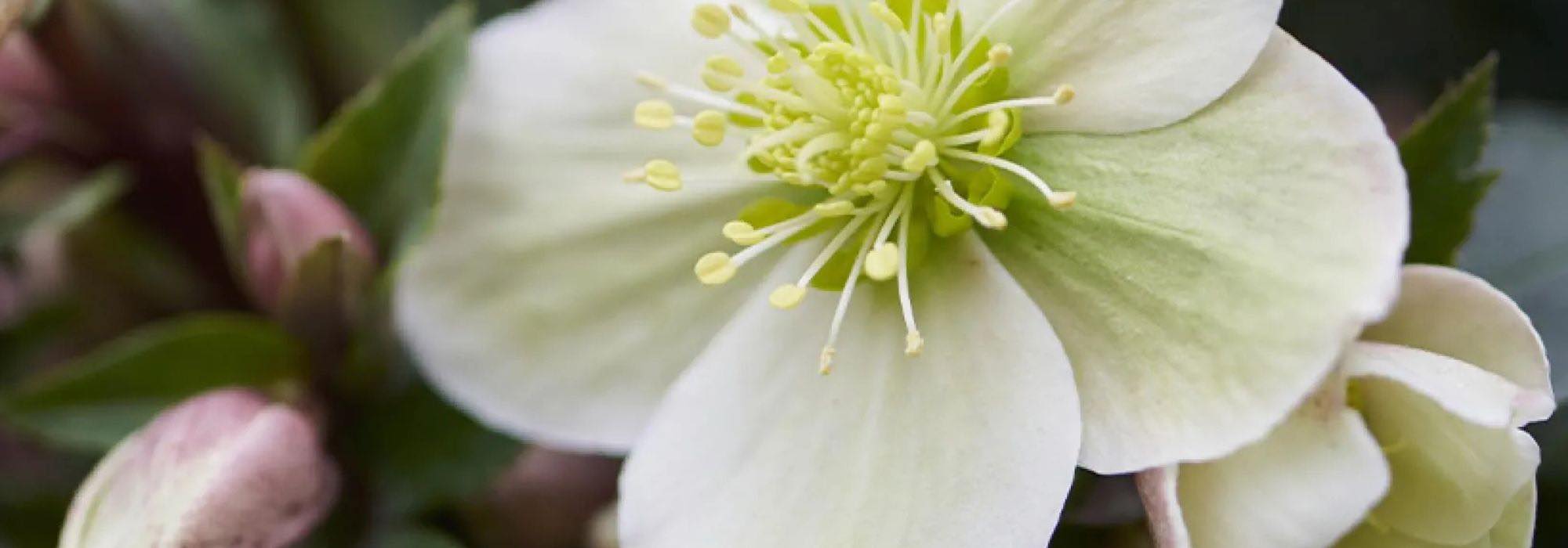 Los heléboros de flores blancas: ¡perfectos para el invierno!