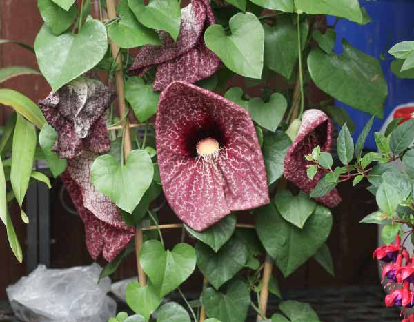 ¿Cómo invernar la aristolóquia?