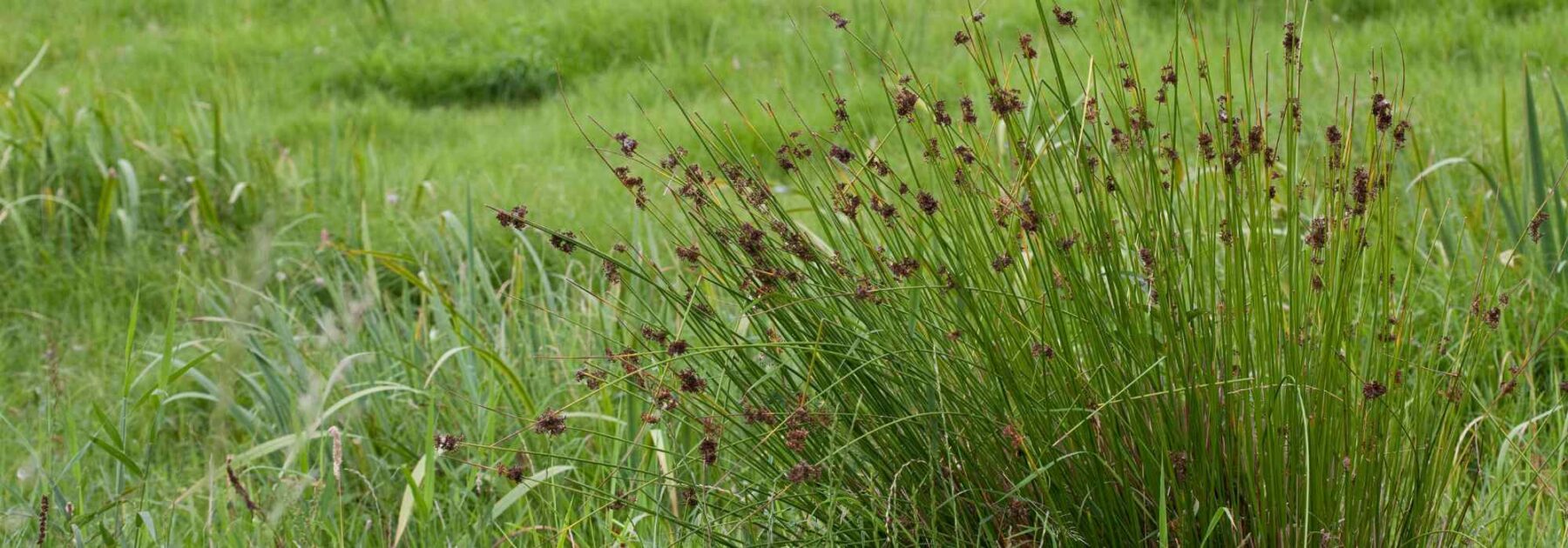 Juncus - Junco: plantación y cuidados