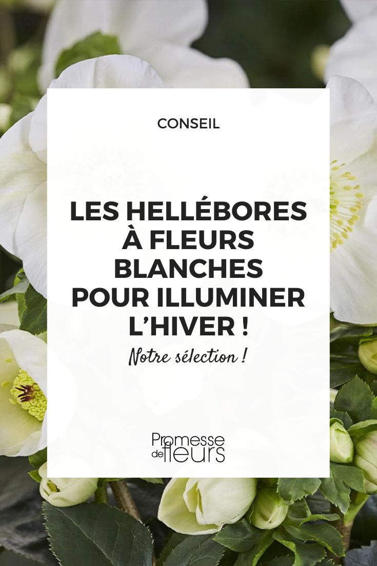 heléboro blanco