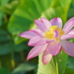 Loto, Nelumbo: cómo protegerlo del frío y invernarlo?