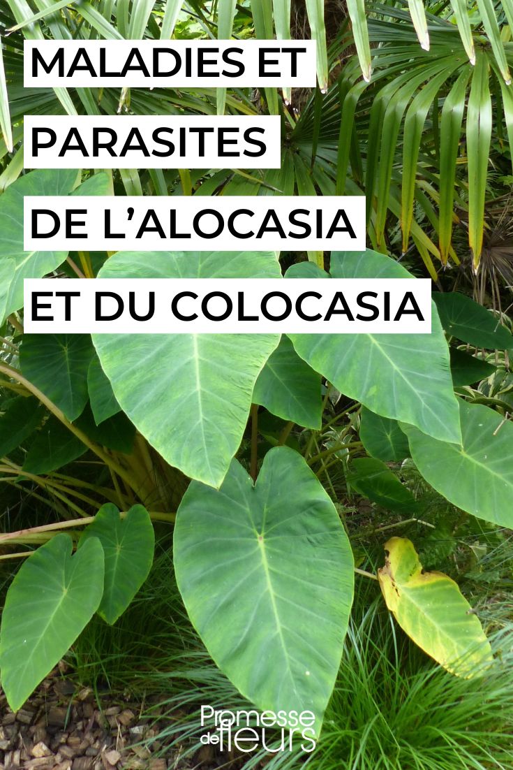 # Cuidar el Colocasia y el Alocasia

## Introducción
El Colocasia y el Alocasia, conocidos comúnmente como "orejas de elefante", son plantas tropicales muy apreciadas por sus grandes hojas ornamentales. Aunque son similares, tienen algunas diferencias en sus necesidades de cuidado.

## Requisitos de cultivo

### Luz
- **Colocasia**: Prefiere pleno sol o sombra parcial
- **Alocasia**: Necesita luz brillante pero indirecta

### Riego
- Ambas especies requieren suelos constantemente húmedos
- Evitar el encharcamiento para prevenir pudrición de raíces
- Reducir riego en invierno

### Sustrato
- Mezcla rica en materia orgánica
- Buen drenaje es esencial
- pH ligeramente ácido (5.5-6.5)

## Mantenimiento

### Fertilización
- Abonar cada 2-3 semanas en temporada de crecimiento
- Usar fertilizante balanceado diluido

### Poda
- Eliminar hojas amarillas o dañadas
- Cortar cerca del tallo principal

### Plagas comunes
- Vigilar arañas rojas y cochinillas
- Tratar con jabón insecticida si es necesario

## Invierno
- En climas fríos, proteger de las heladas
- Pueden entrar en dormancia
- Reducir riego durante este periodo

Con los cuidados adecuados, estas plantas tropicales pueden convertirse en espectaculares ejemplares que aportarán un toque exótico a tu jardín o interior.