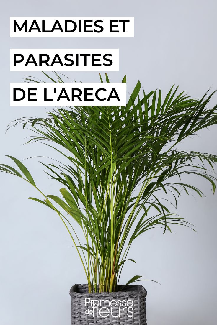 cuidar el areca, la palmera de interior