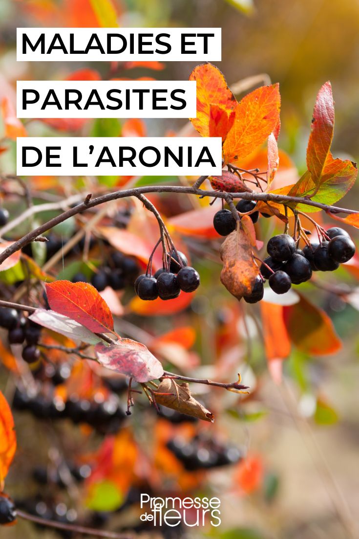 cuidar el aronia