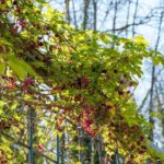 ¿Cómo poner en espaldera la Akebia en el jardín?