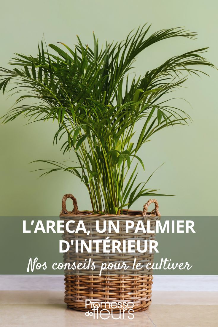 cultivar el areca, la palmera de interior