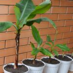 Dividir el bananero: ¿cómo separar los rechazos?