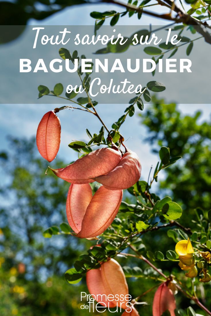 Colutea todo sobre el baguenaudier
