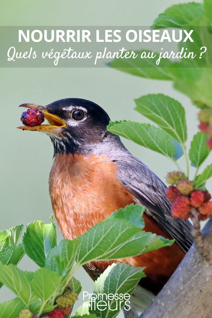 plantas para alimentar a los pájaros