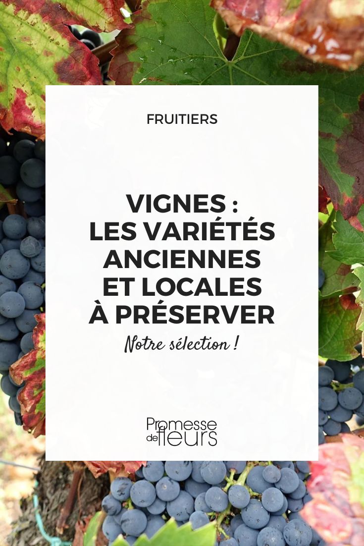 Uva de mesa Alphonse Lavallée