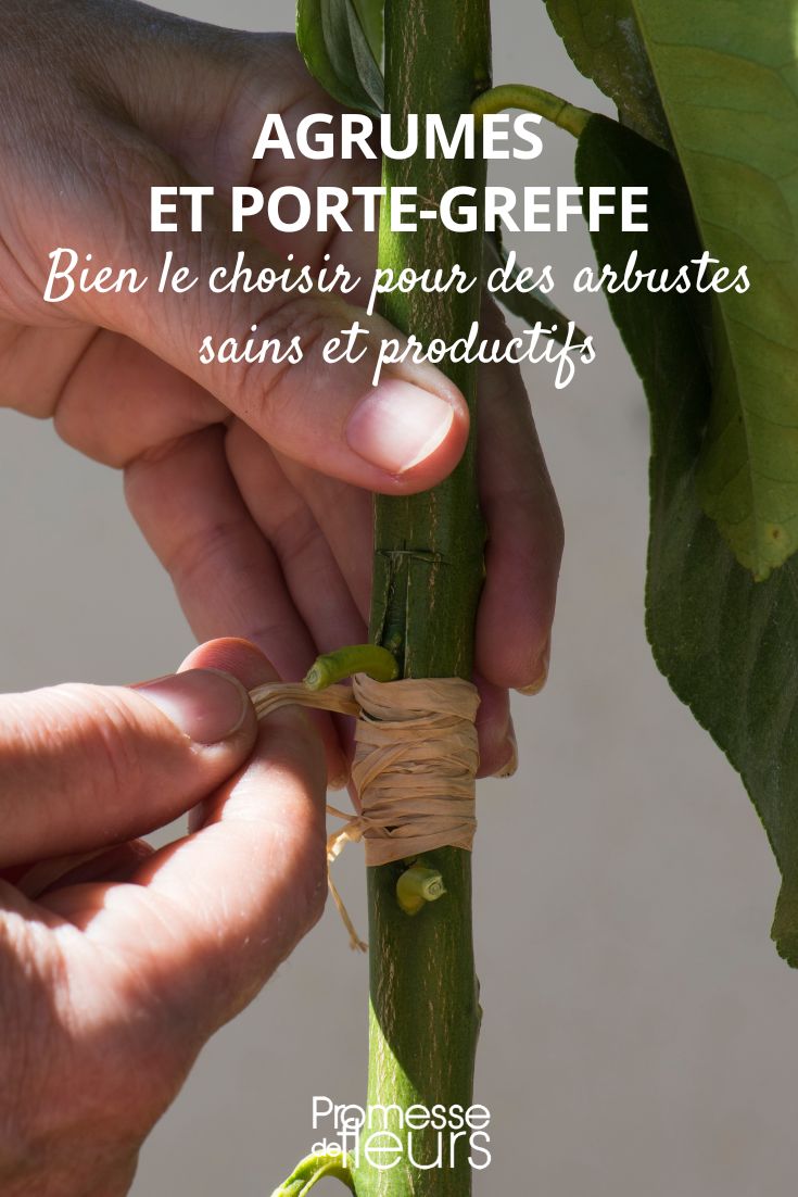 elegir el portainjerto de tu cítrico