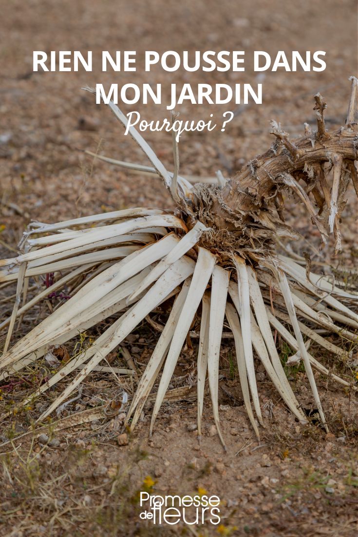 mis plantas se mueren