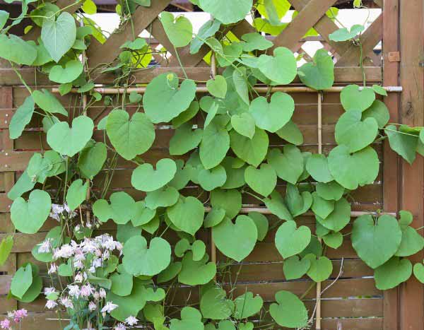 ¿Cómo podar la aristoloquia?