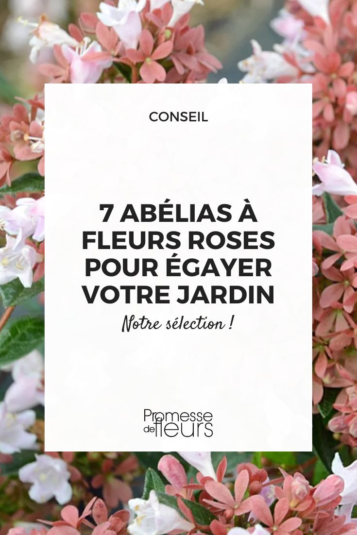 Abelia 'Raspberry Profusion'