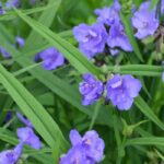5 tradescantias o amor de hombre de flores azules o malvas