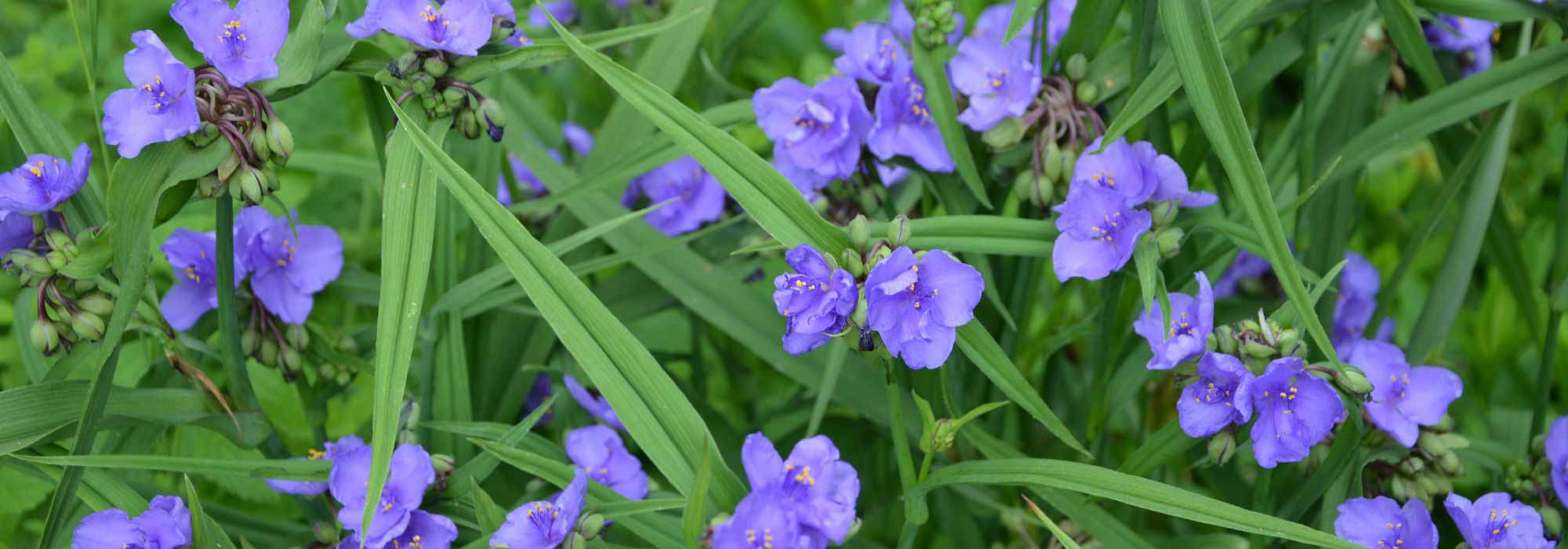 5 tradescantias o «miserias» de flores azules o malvas