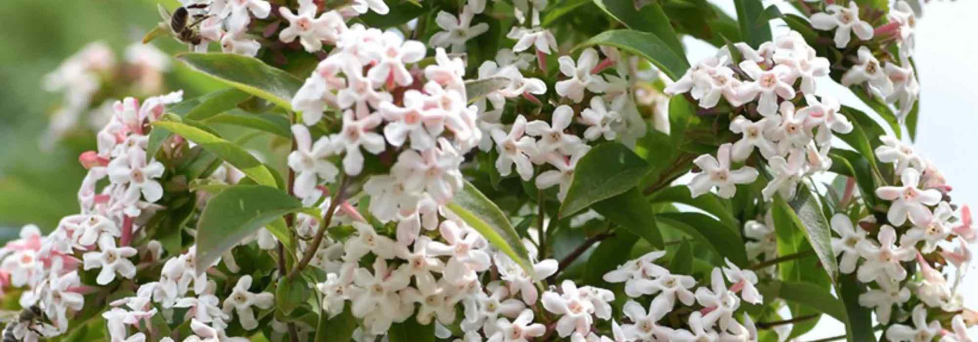 7 Abelias de flores perfumadas para un jardín encantador