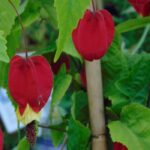 Abutilón: ¿Cómo elegir la variedad ideal para su jardín o terraza?