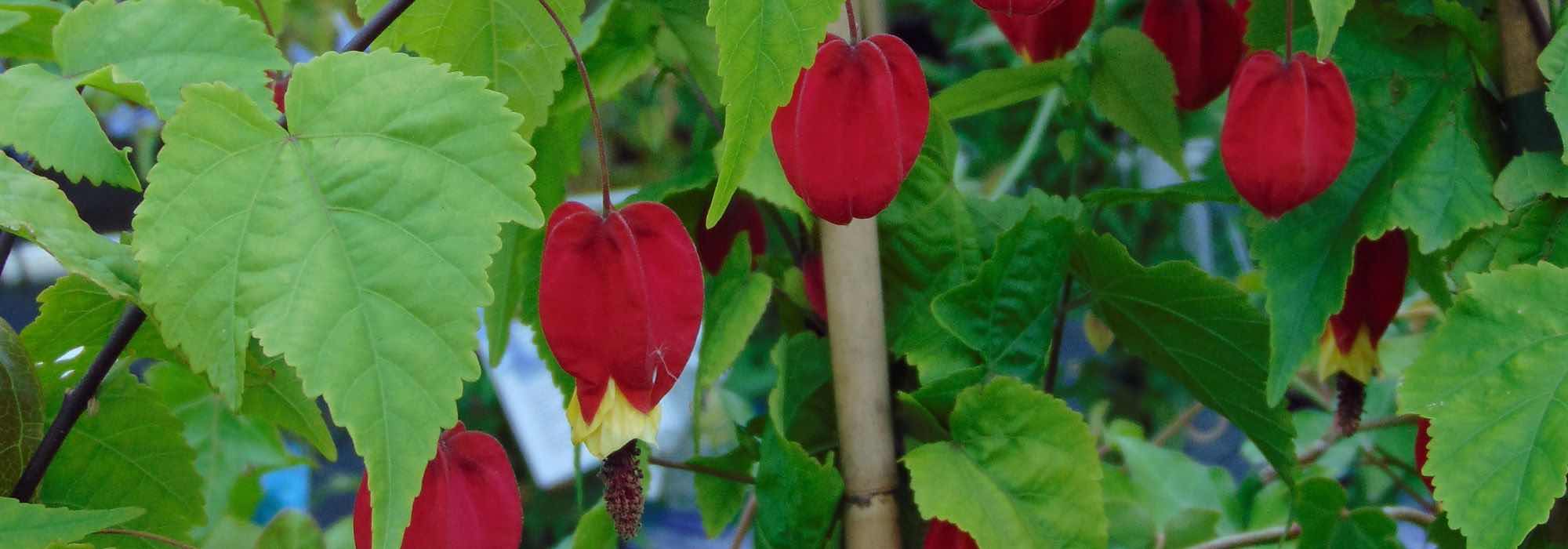 Abutilón: ¿Cómo elegir la variedad ideal para su jardín o terraza?