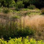 ¿Cómo acondicionar un jardín naturalista?