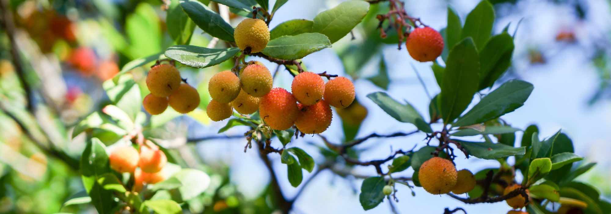 Proteger e invernar el Madroño