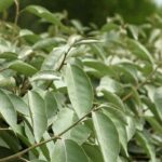 Los arbustos para setos perennes de crecimiento rápido