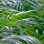 Palmera de interior: ¿cómo cultivar la Areca?