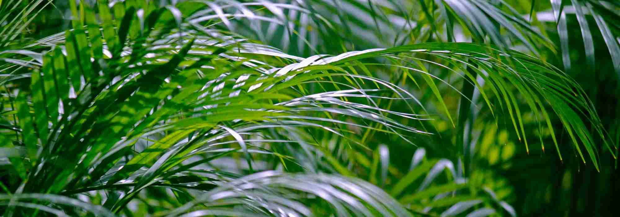 Palmera de interior: ¿cómo cultivar la Areca?