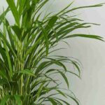 Enfermedades y parásitos de la Areca