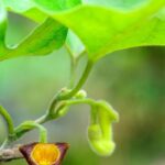 Cultivar la aristoloquia en maceta: consejos y cuidados