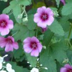Anisodontea o Malva africana: ideas de asociación para distintos estilos de jardín