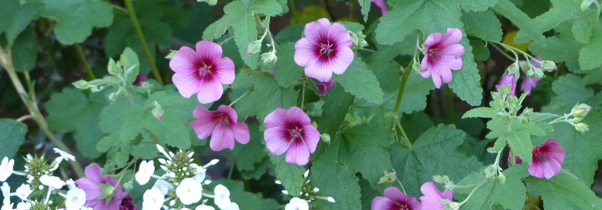 Anisodontea o Malva africana: ideas de asociación para distintos estilos de jardín