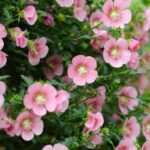 ¿Cómo hacer esquejes de Anisodontea o Malva africana?