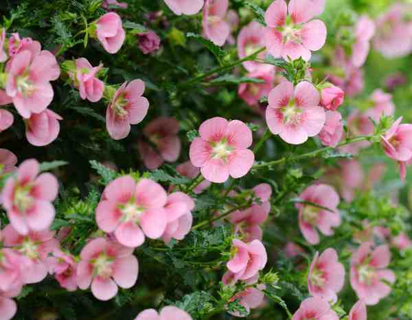 ¿Cómo hacer esquejes de Anisodontea o Malva africana?