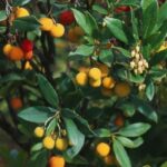 Cultivar un Madroño en macetas