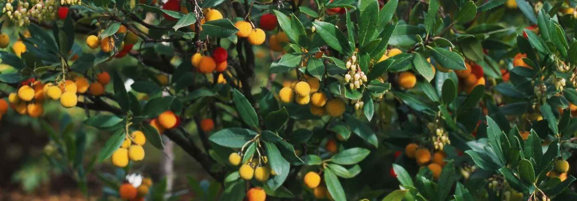 Cultivar un Madroño en macetas