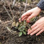 ¿Cómo plantar un Rosal trepador?