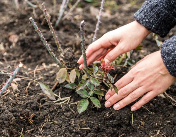 ¿Cómo plantar un Rosal trepador?