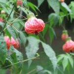 ¿Cómo podar un abutilon?