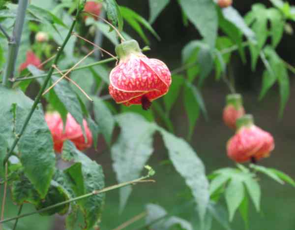 ¿Cómo podar un abutilon?