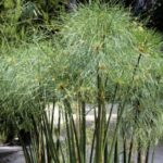 ¿Cómo dividir un Papiro o Cyperus?
