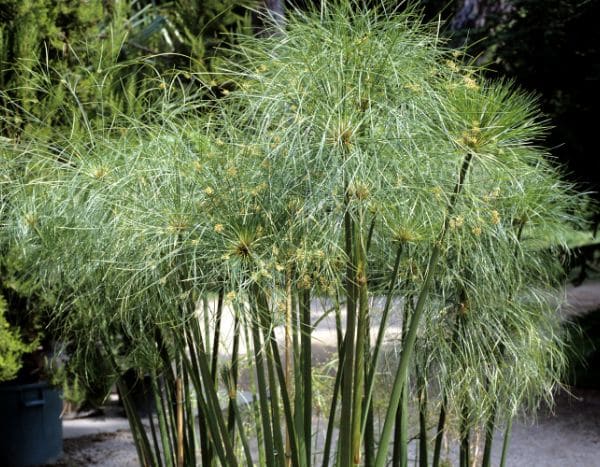 ¿Cómo dividir un Papiro o Cyperus?