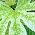 Fatsia japonica: nuestros consejos para cultivarla y cuidarla en interior