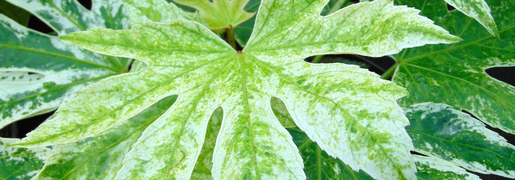 Fatsia japonica: nuestros consejos para cultivarla y cuidarla en interior