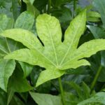 Enfermedades y parásitos de la Fatsia o Aralia del Japón
