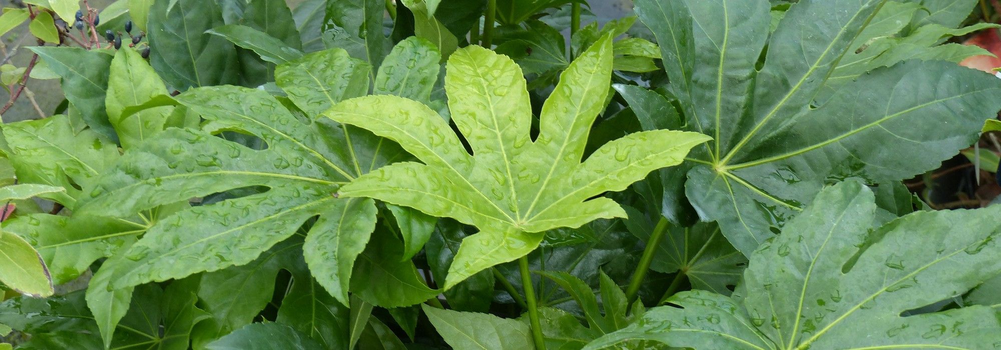 Enfermedades y parásitos de la Fatsia o Aralia del Japón