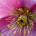¡Para un invierno colorido, elige los heléboros de flores rosas!