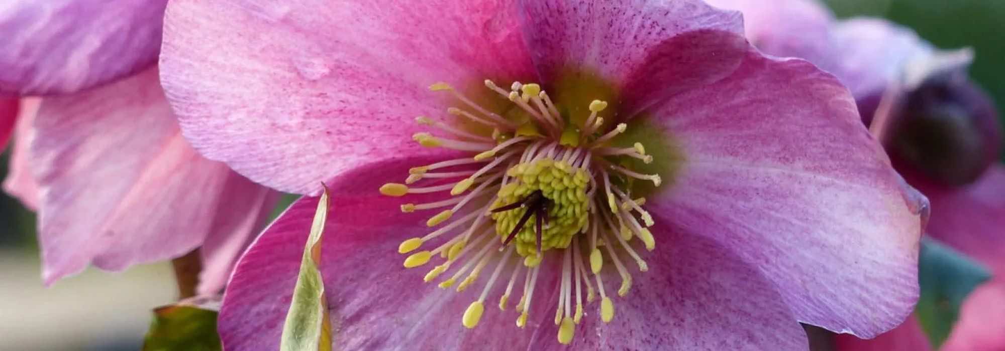 ¡Para un invierno colorido, elige los heléboros de flores rosas!