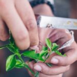 ¿Qué portainjerto elegir para unos cítricos sanos y productivos?